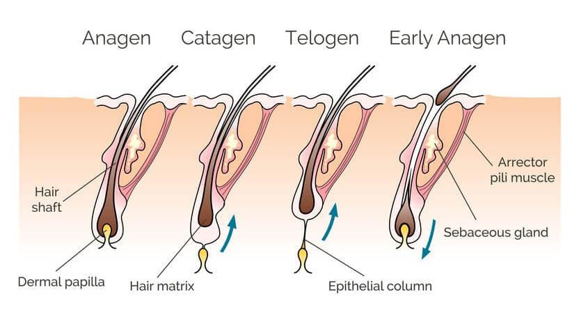 Can laser hair removal stop working? - SKINFUDGE Aesthetics | Painless, No Side Effects, Natural Looking Results