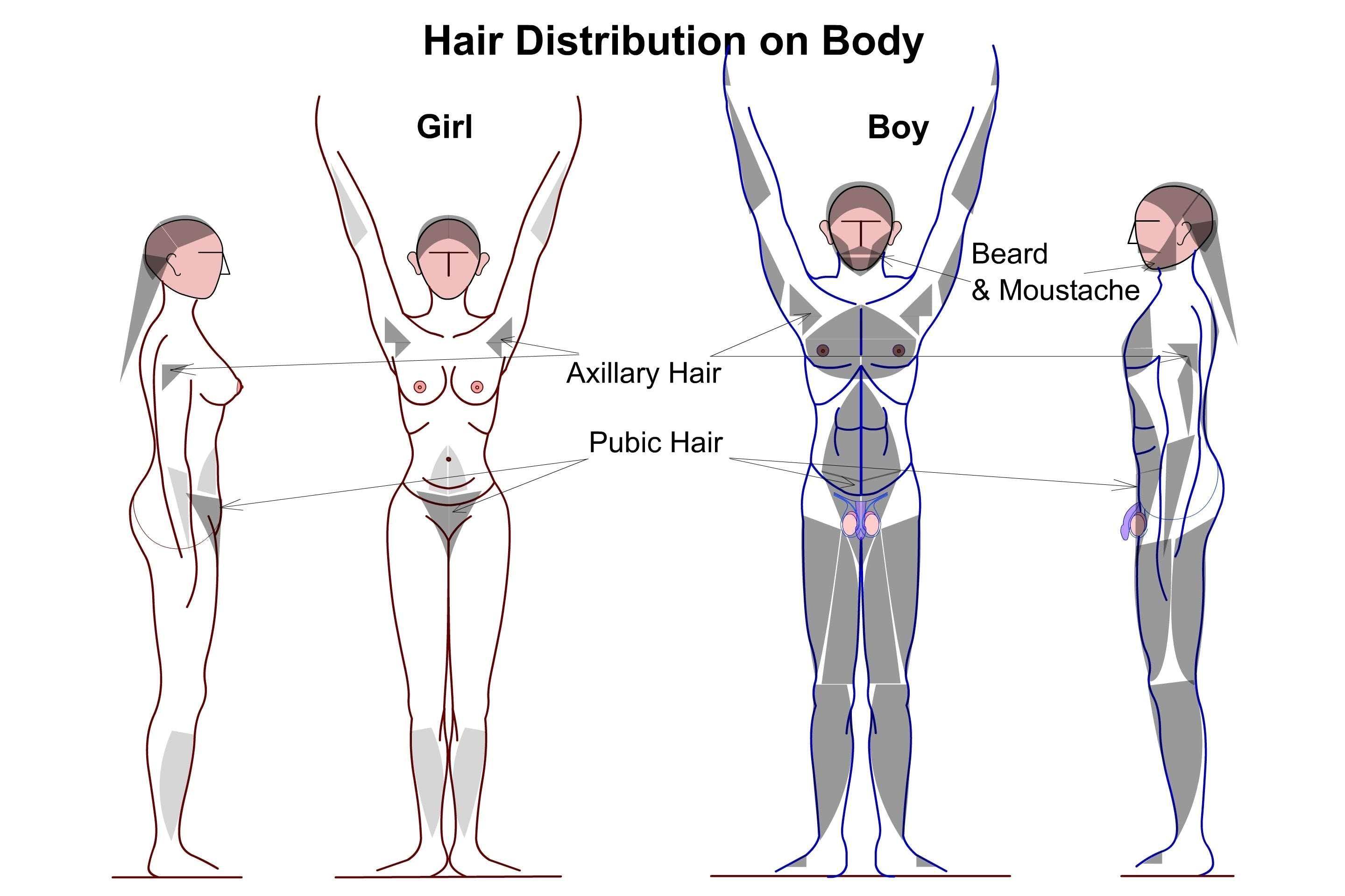 Full Body Laser Hair Removal - Male - SKINFUDGE Aesthetics | Painless, No Side Effects, Natural Looking Results